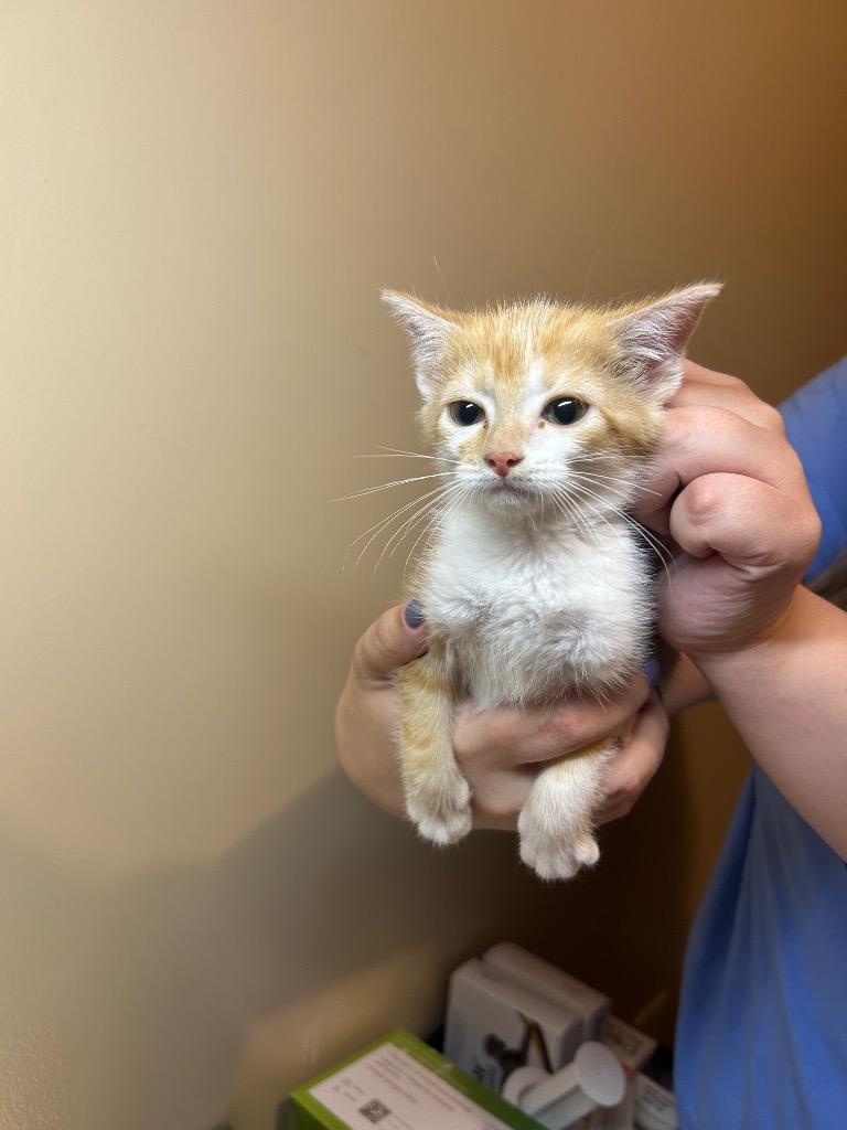 Enlarge Sprout, a Adoptable mixed breed in Parsons, WV image 1/2