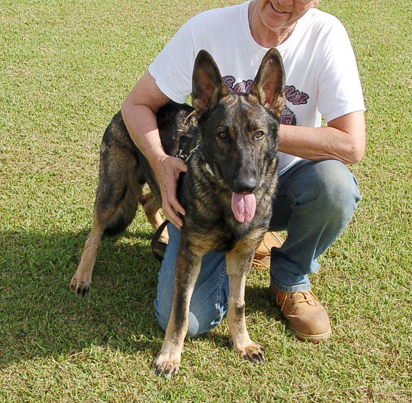 BUDDY AD 06-30-25, a Adopted German Shepherd Dog in Preston, CT image 5/6