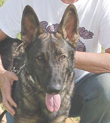 BUDDY AD 06-30-25, Adopted, Young Male German Shepherd Dog.