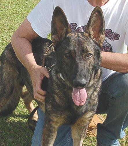 BUDDY AD 06-30-25, a Adopted German Shepherd Dog in Preston, CT image 6/6