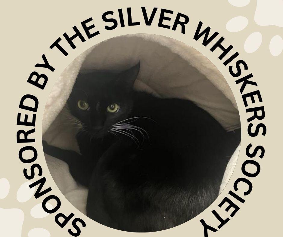 BOOTSIE, Adoptable, Adult Male Domestic Short Hair.
