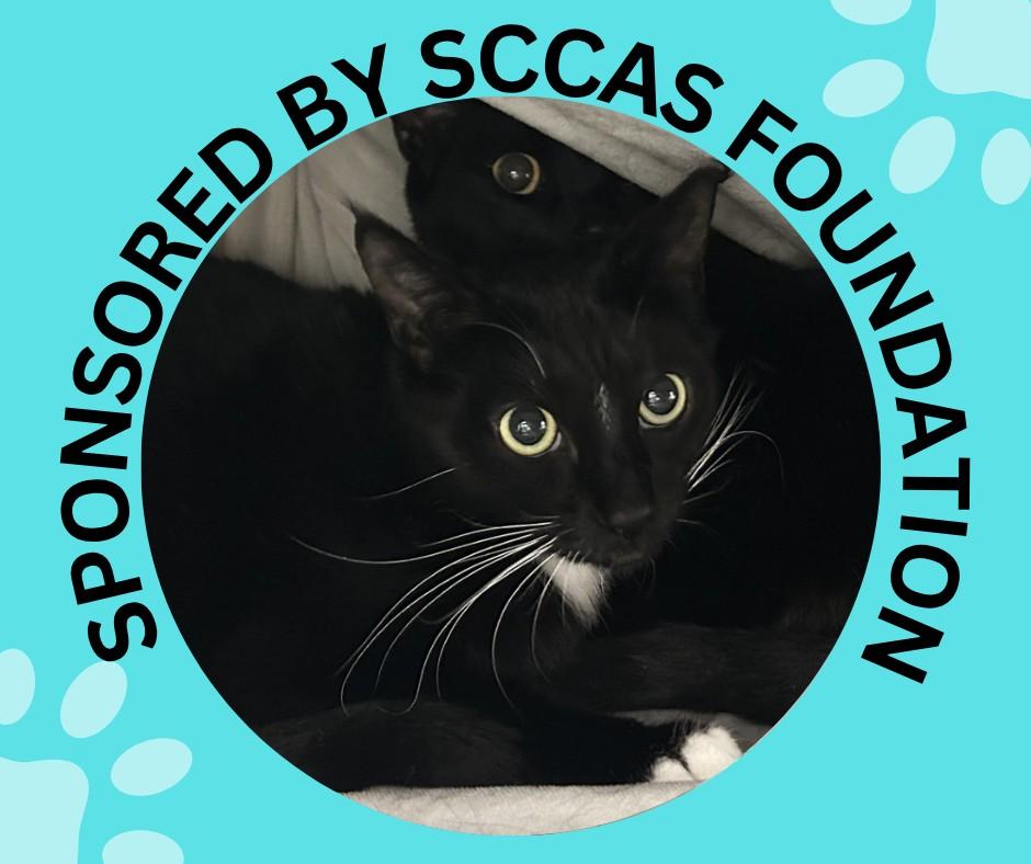 Enlarge BOOTSIE, a Adoptable Domestic Short Hair in Santa Cruz, CA image 1/1