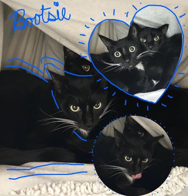 BOOTSIE, Adoptable, Adult Male Domestic Short Hair.
