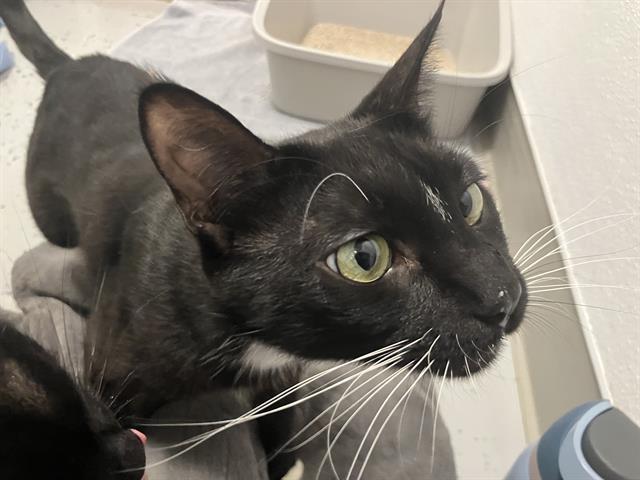 BOOTSIE, Adoptable, Adult Male Domestic Short Hair.