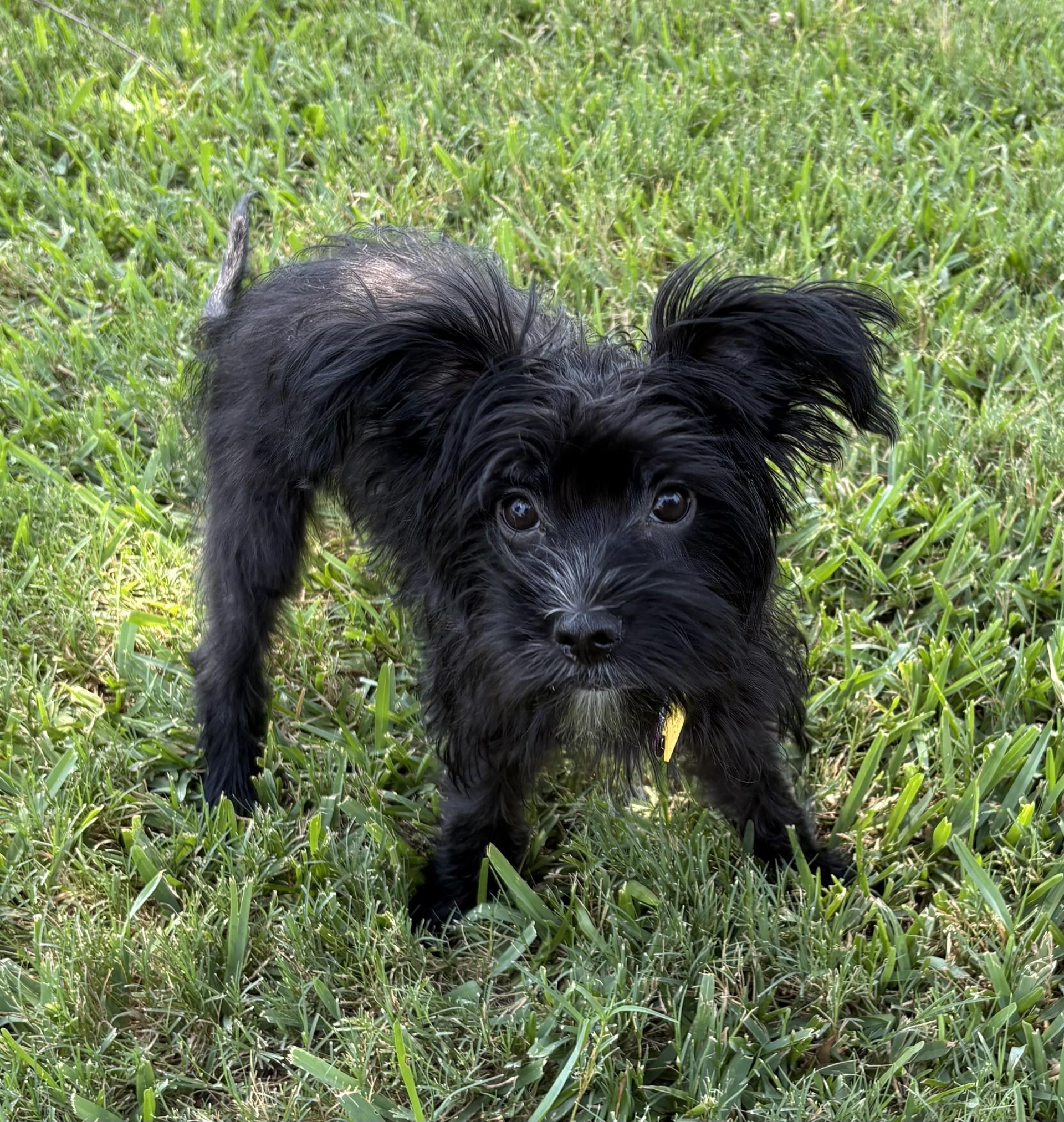 Poppy