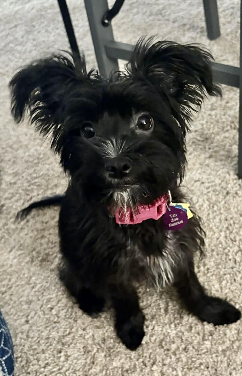 Poppy