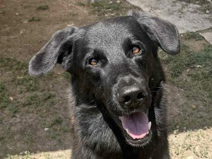 Loki