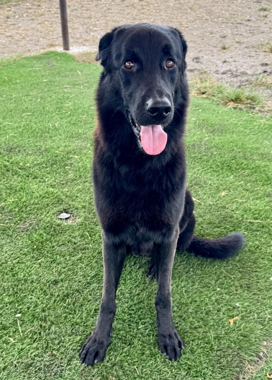 Loki