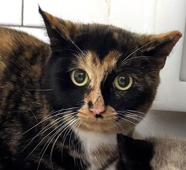 ROLO, Adoptable, Young Female Domestic Short Hair.