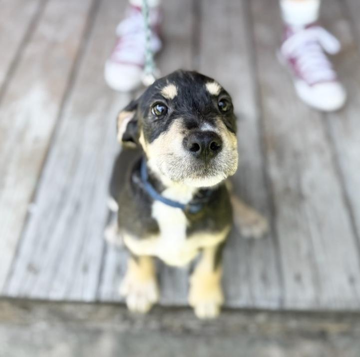 Almond (miracle puppy)