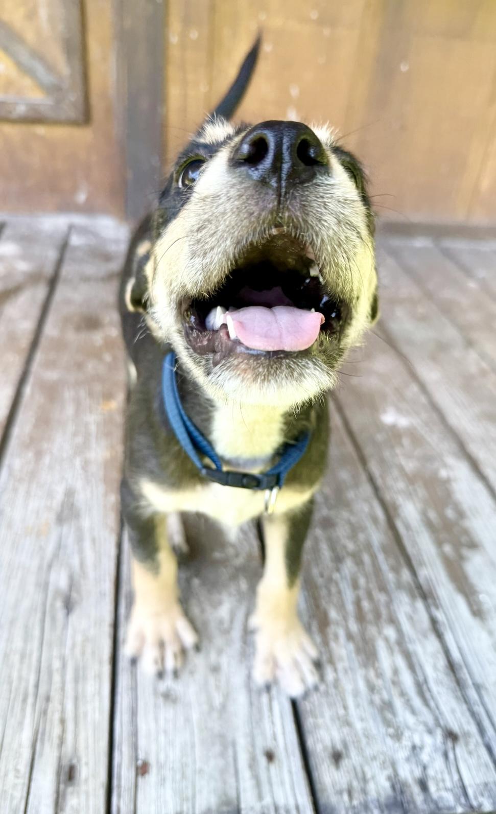Almond (miracle puppy)