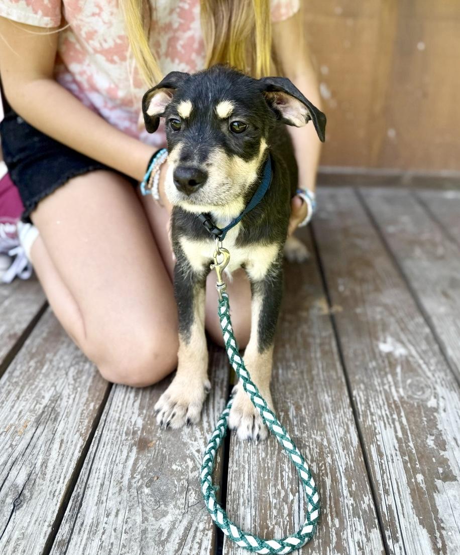 Almond (miracle puppy)