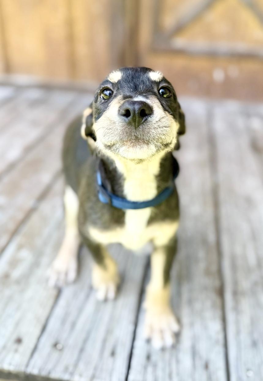 Almond (miracle puppy)