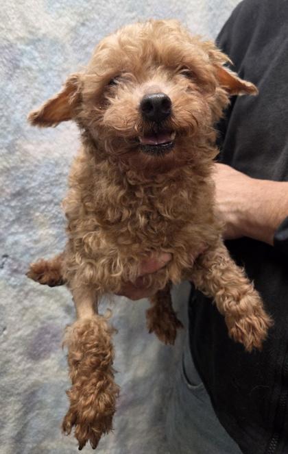 Enlarge Hazel, a Adoptable Poodle in Malvern, PA image 1/1