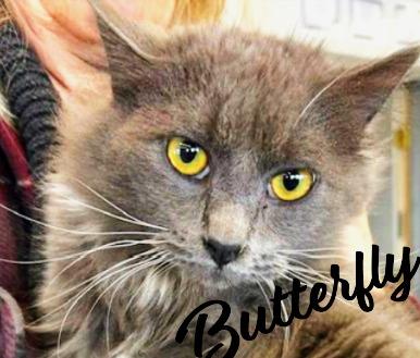 Enlarge Butterfly, a ADOPTABLE Domestic Medium Hair in Klamath Falls, OR image 1/1