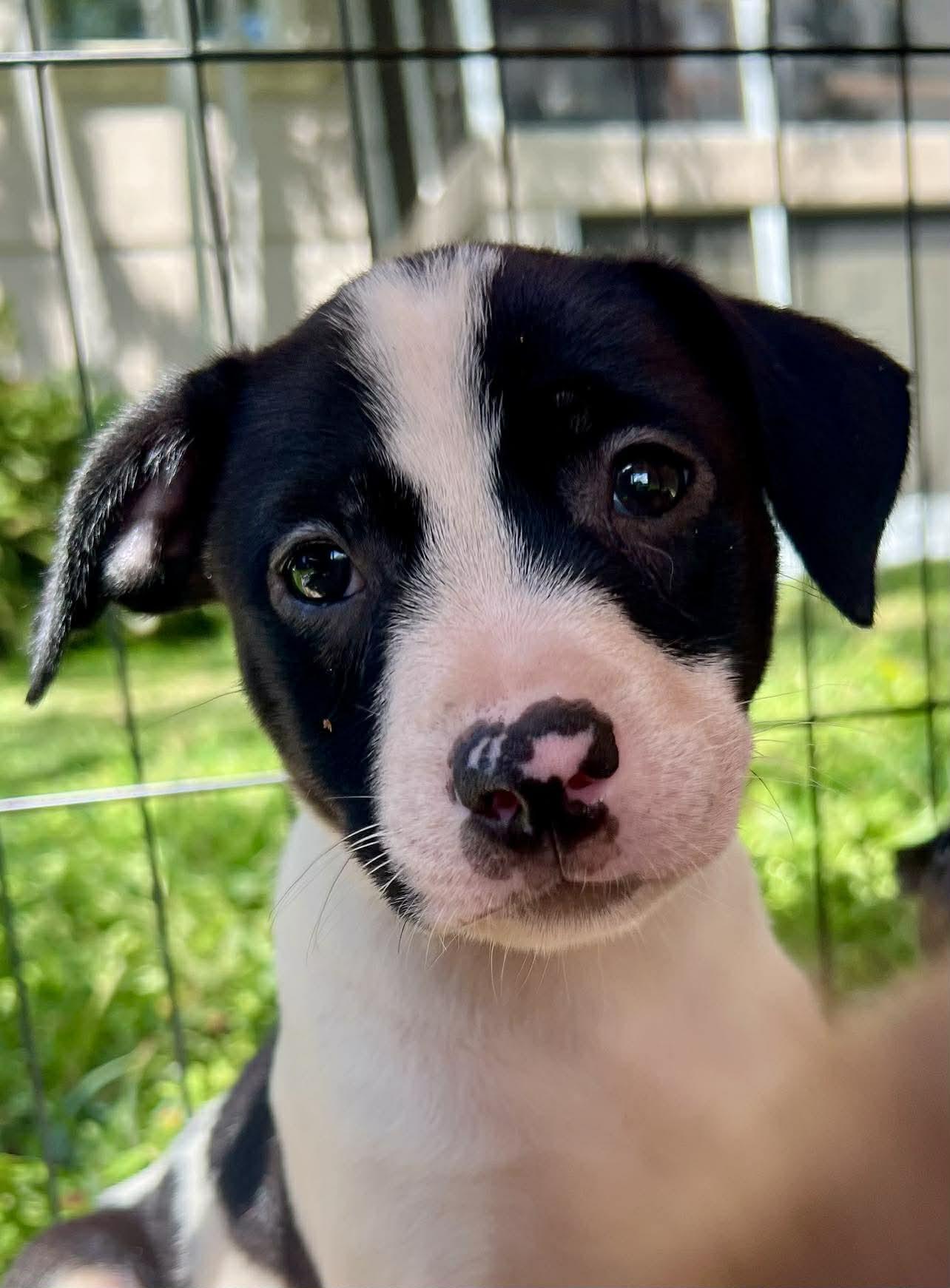 Enlarge Chilli Pup -Trixie, a Adoptable mixed breed in Pompano Beach, FL image 2/3