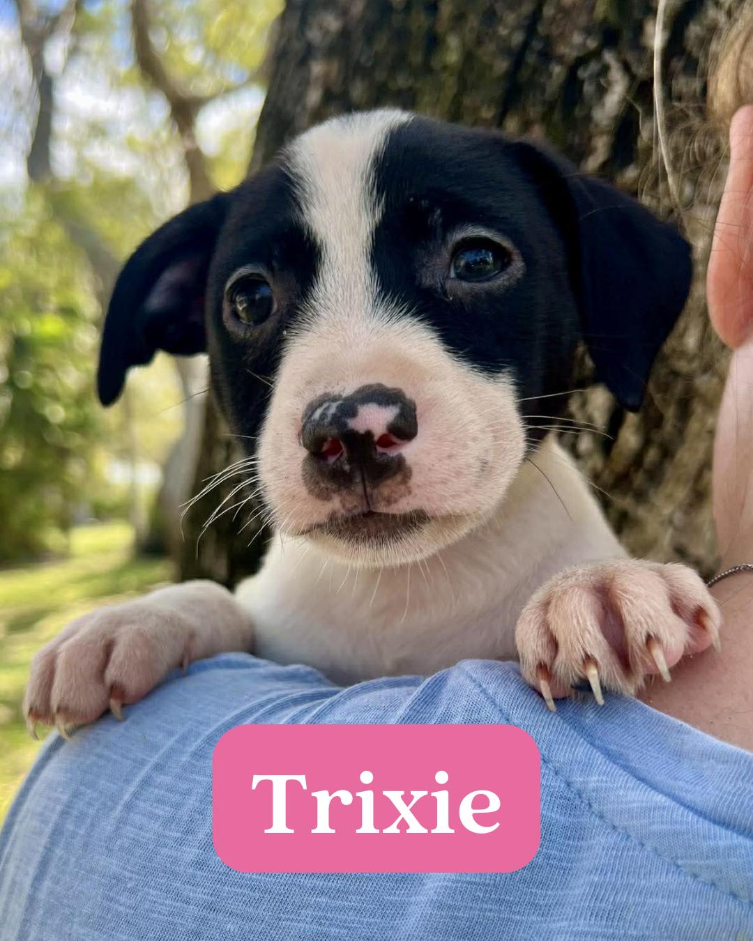 Enlarge Chilli Pup -Trixie, a Adoptable mixed breed in Pompano Beach, FL image 3/3
