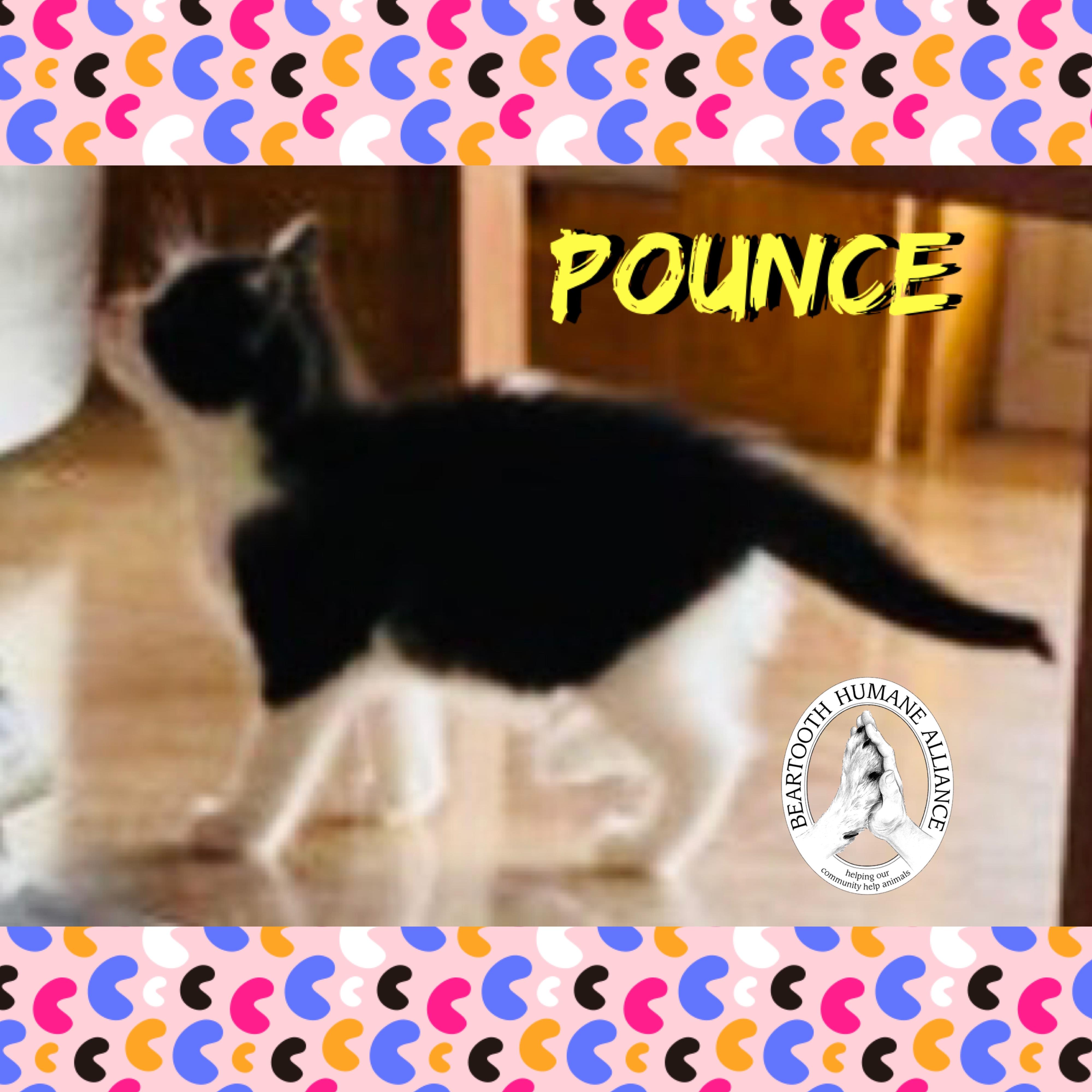 Pounce, a ADOPTABLE mixed breed in Red Lodge, MT image 3/3