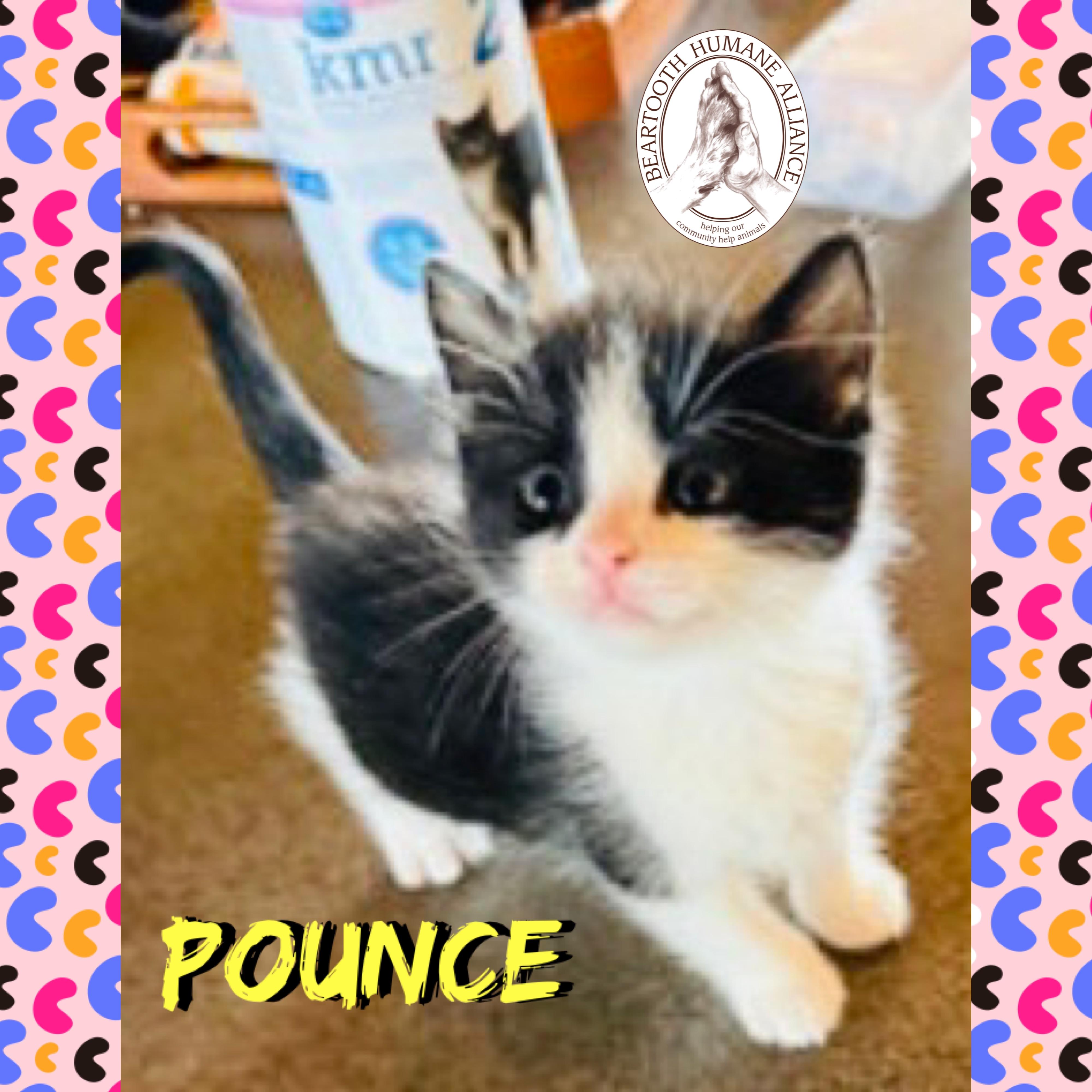 Pounce, ADOPTABLE, Kitten Female Domestic Short Hair.