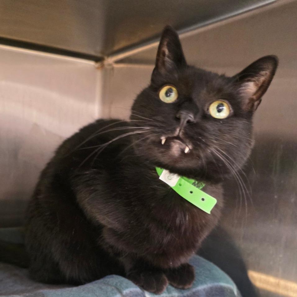 Mystical, Adoptable, Senior Male Domestic Short Hair.