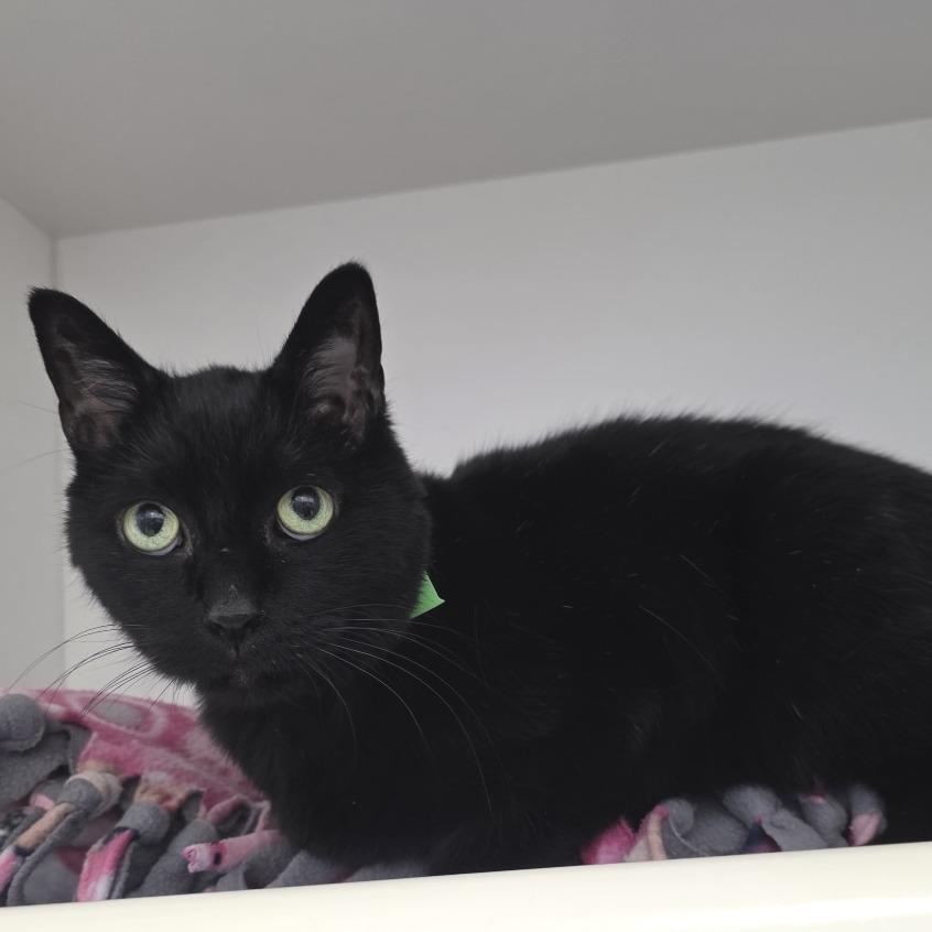 Enlarge Mystical, a Adoptable Domestic Short Hair in Fort Wayne, IN image 2/2