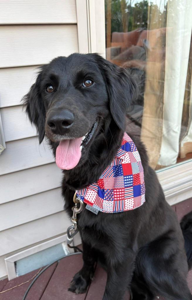 Lulu, Adoptable, Young Female Golden Retriever.