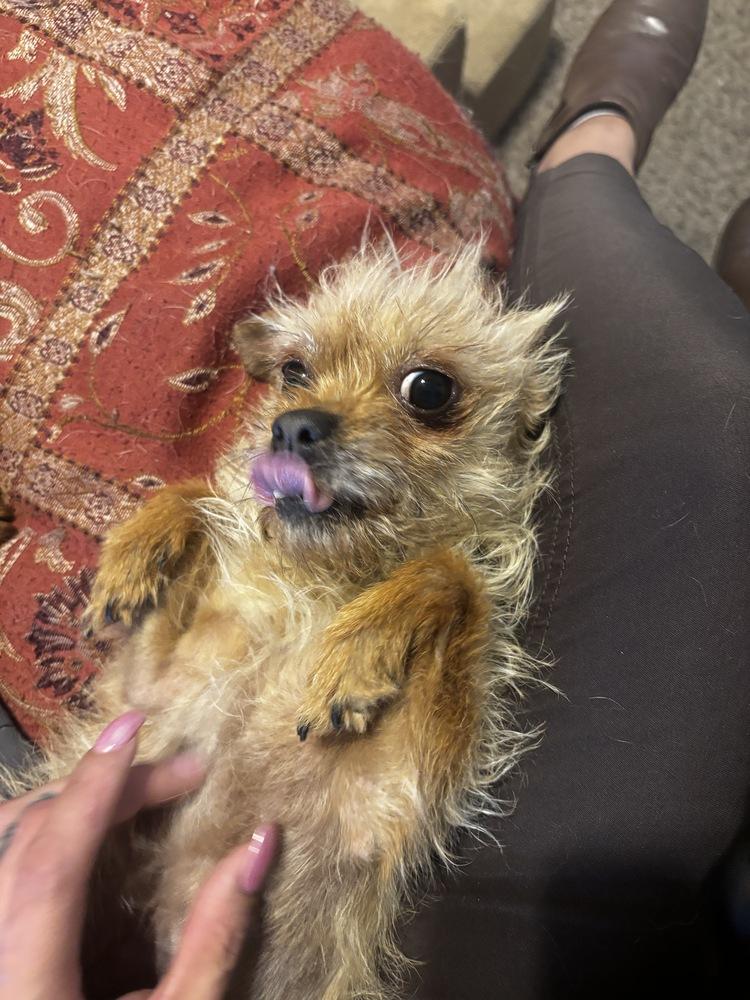 Piper, a Adoptable mixed breed in Albuquerque, NM image 1/3