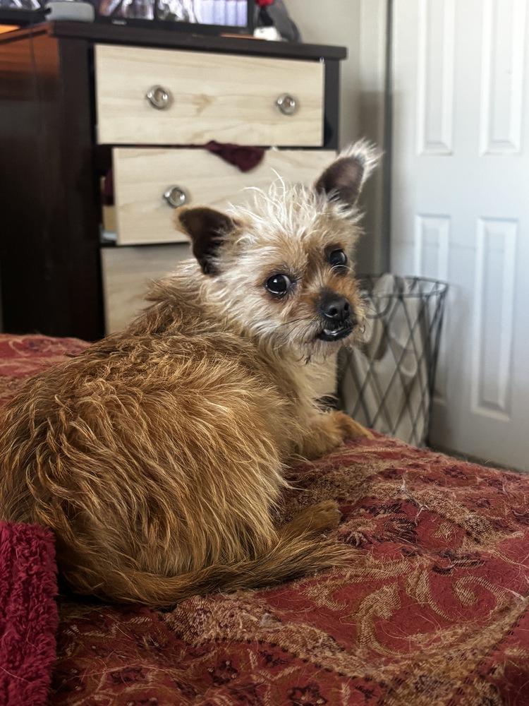 Piper, a Adoptable mixed breed in Albuquerque, NM image 3/3