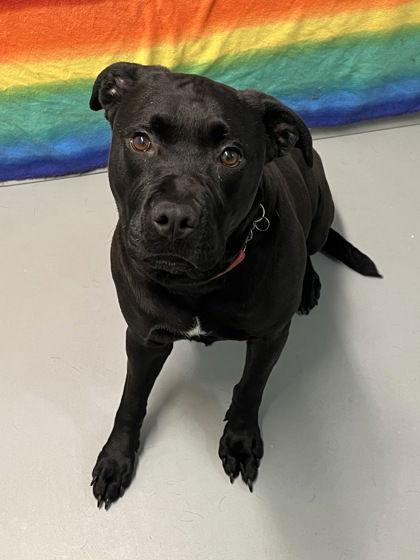 Enlarge Viola (6918), a Adoptable Labrador Retriever in Lake City, MI image 1/1