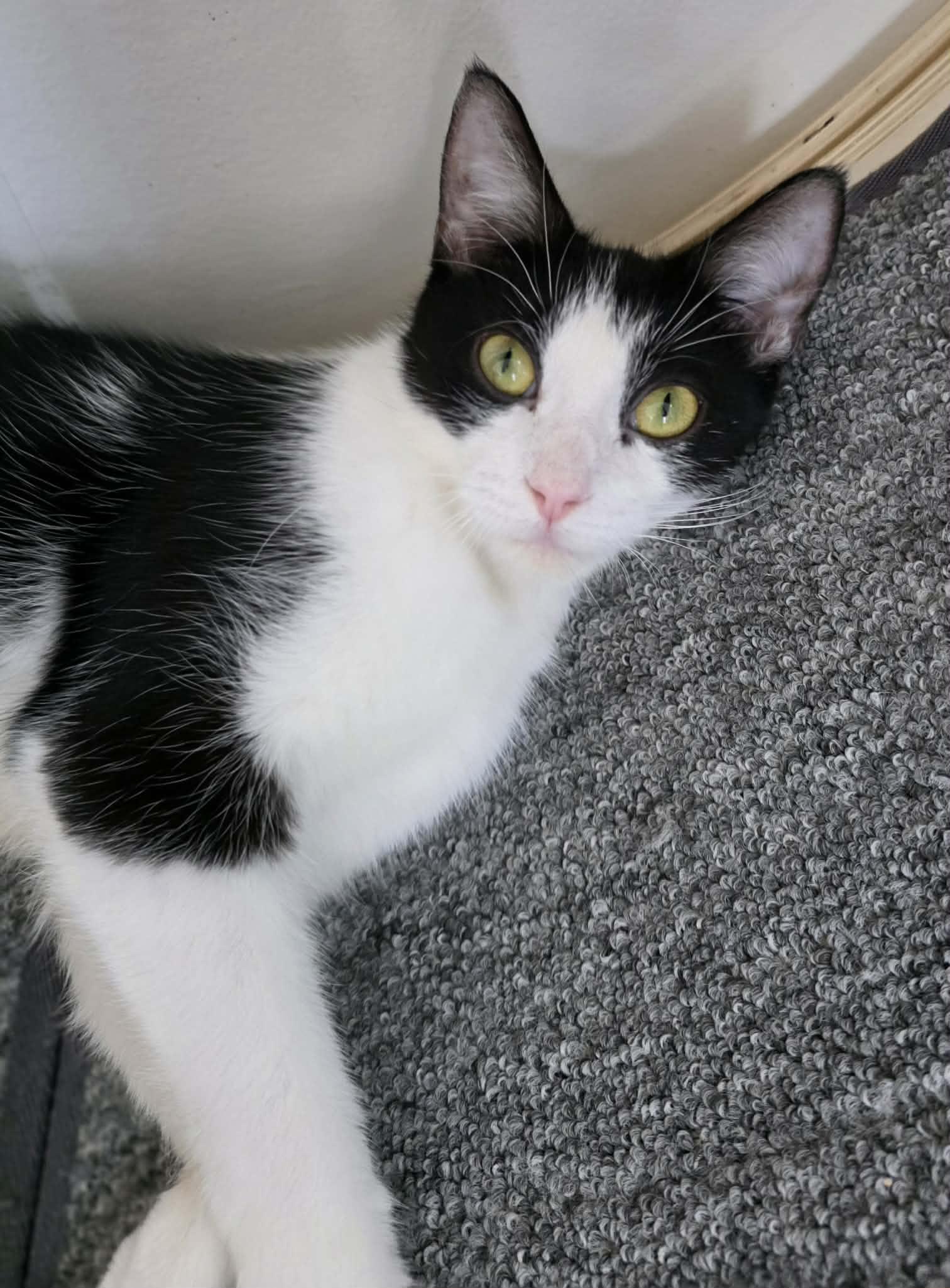 Xena, Adoptable, Young Female Domestic Short Hair.