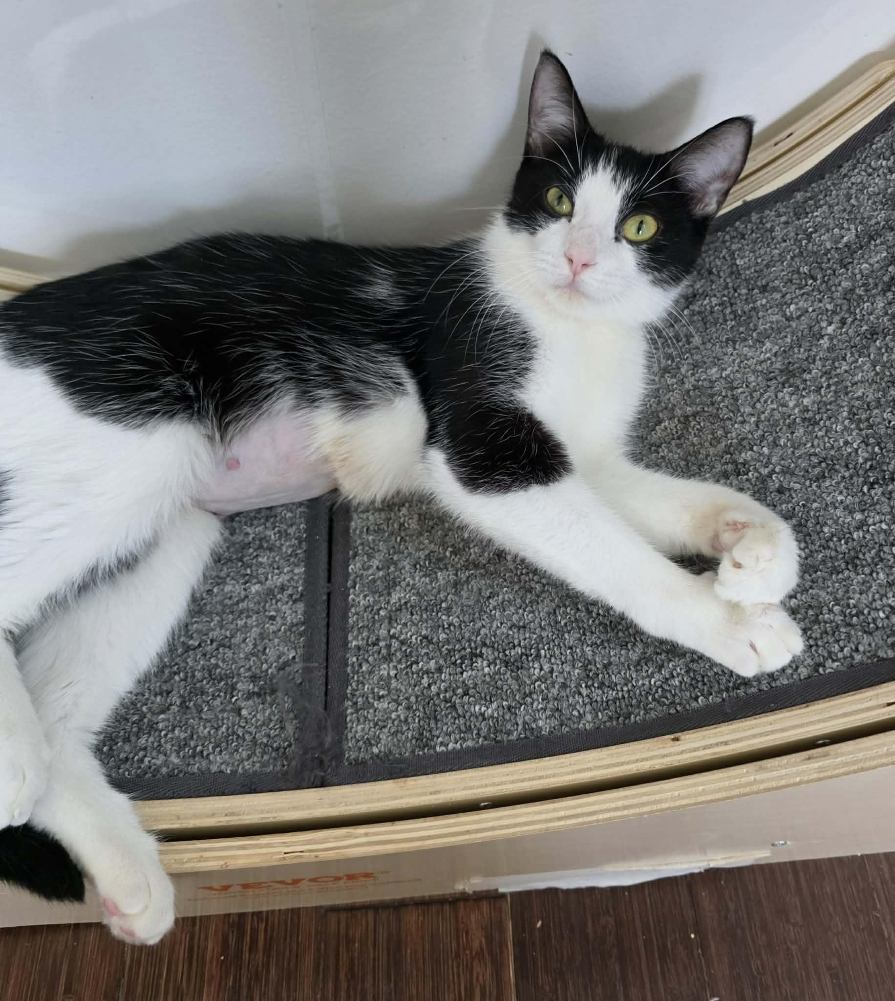 Xena, Adoptable, Young Female Domestic Short Hair.