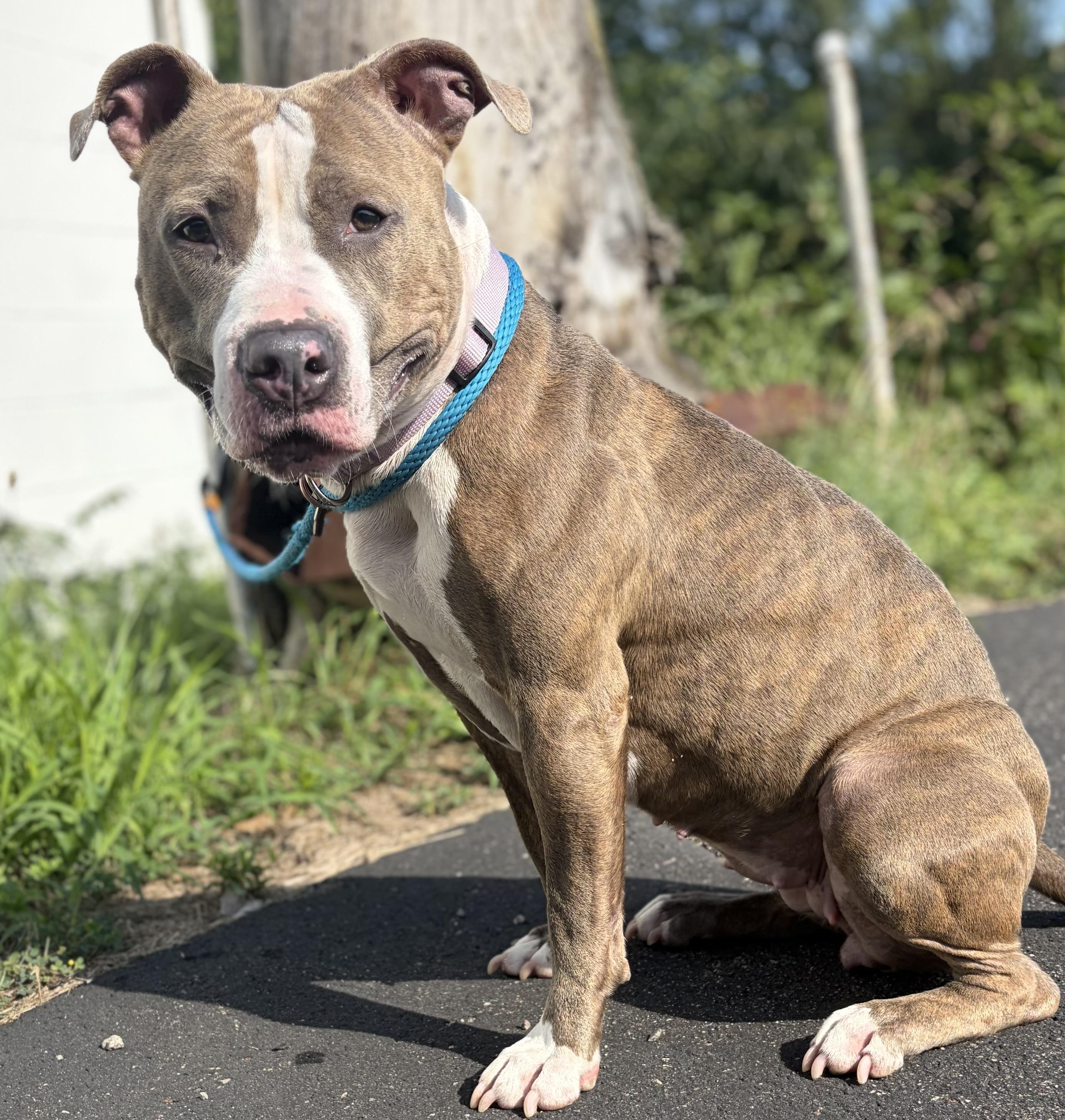 Maci, a ADOPTABLE mixed breed in McKeesport, PA image 2/6