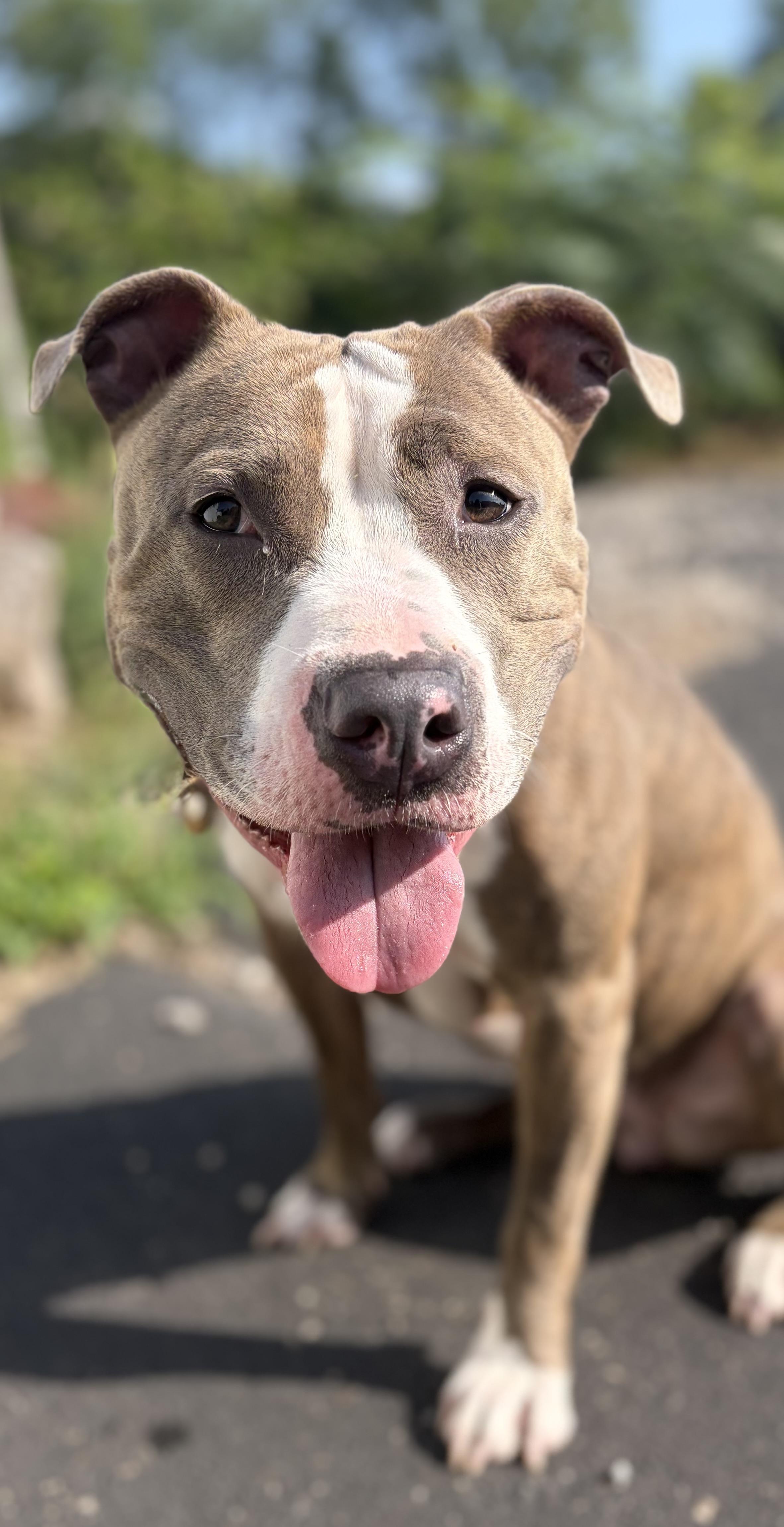 Maci, a ADOPTABLE mixed breed in McKeesport, PA image 3/6