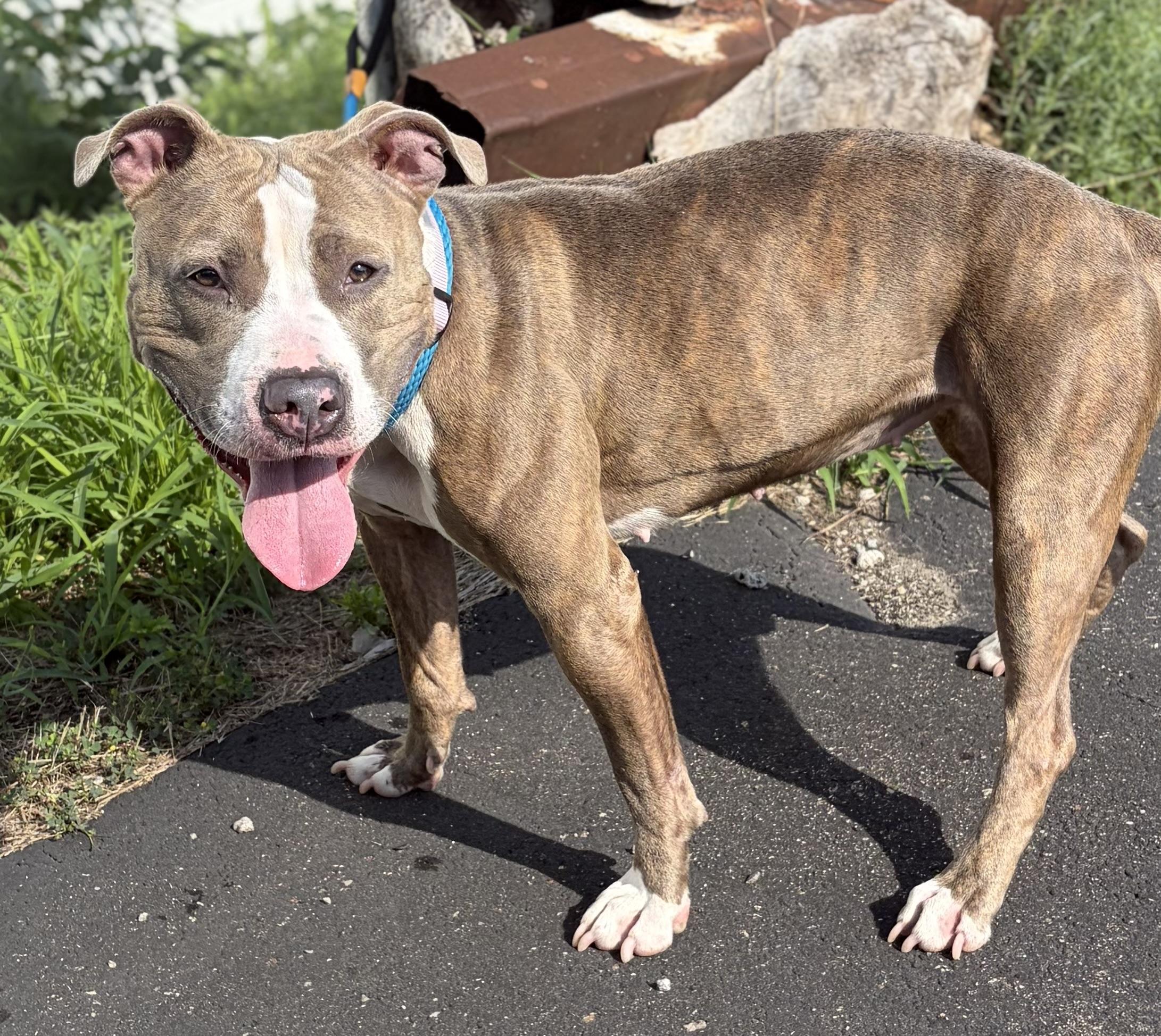 Maci, a ADOPTABLE mixed breed in McKeesport, PA image 4/6