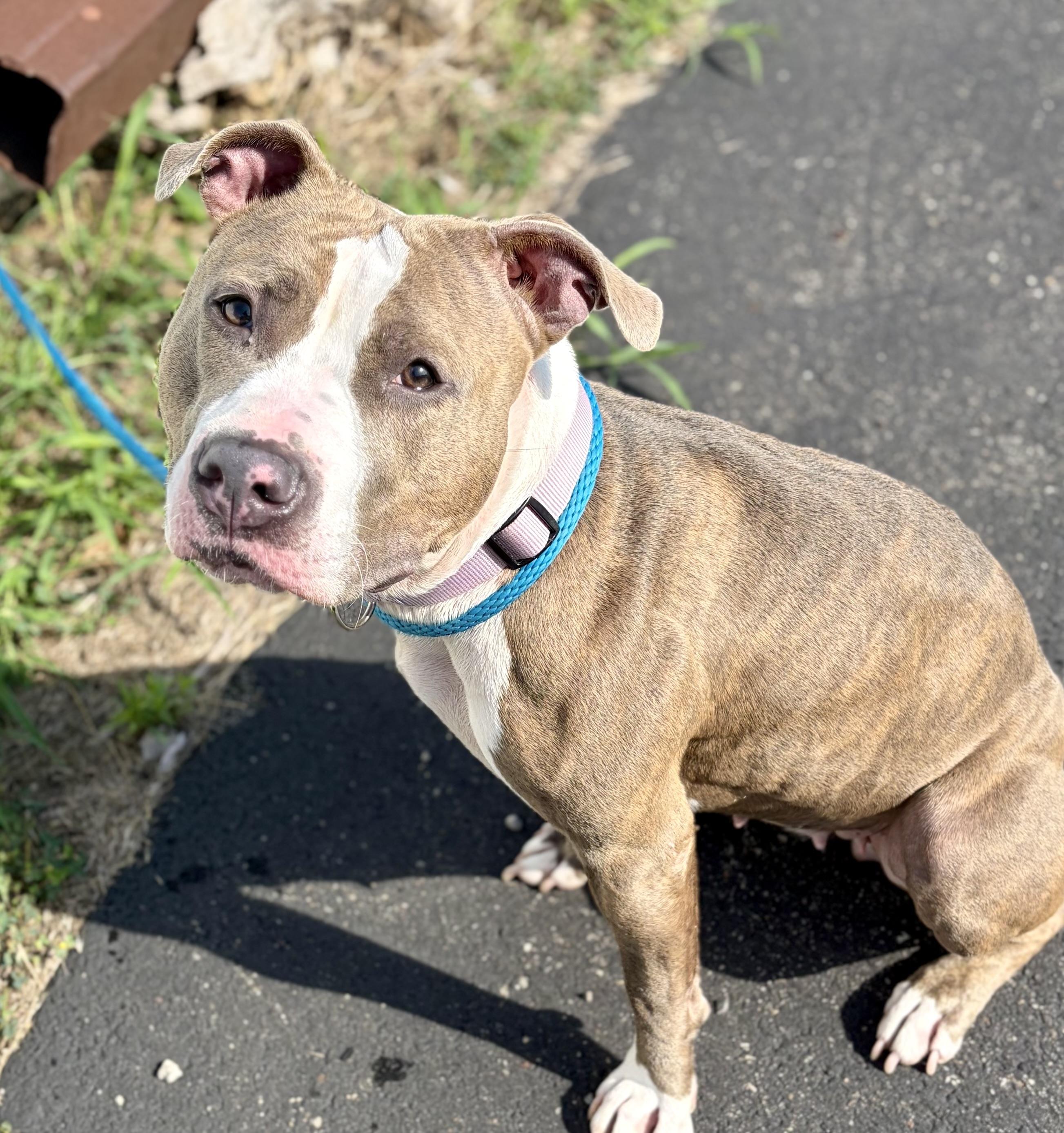 Maci, a ADOPTABLE mixed breed in McKeesport, PA image 6/6