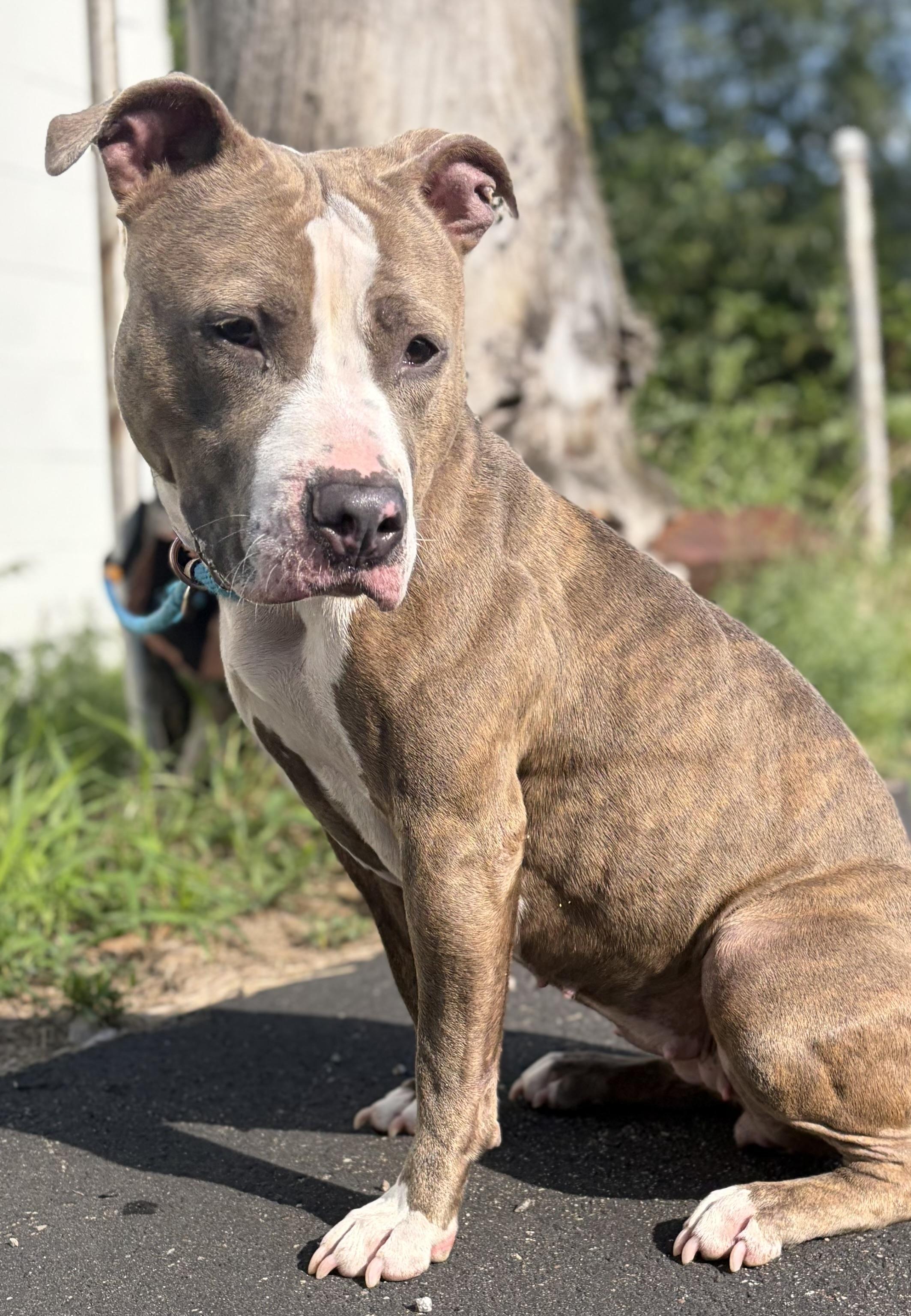 Maci, a ADOPTABLE mixed breed in McKeesport, PA image 5/6