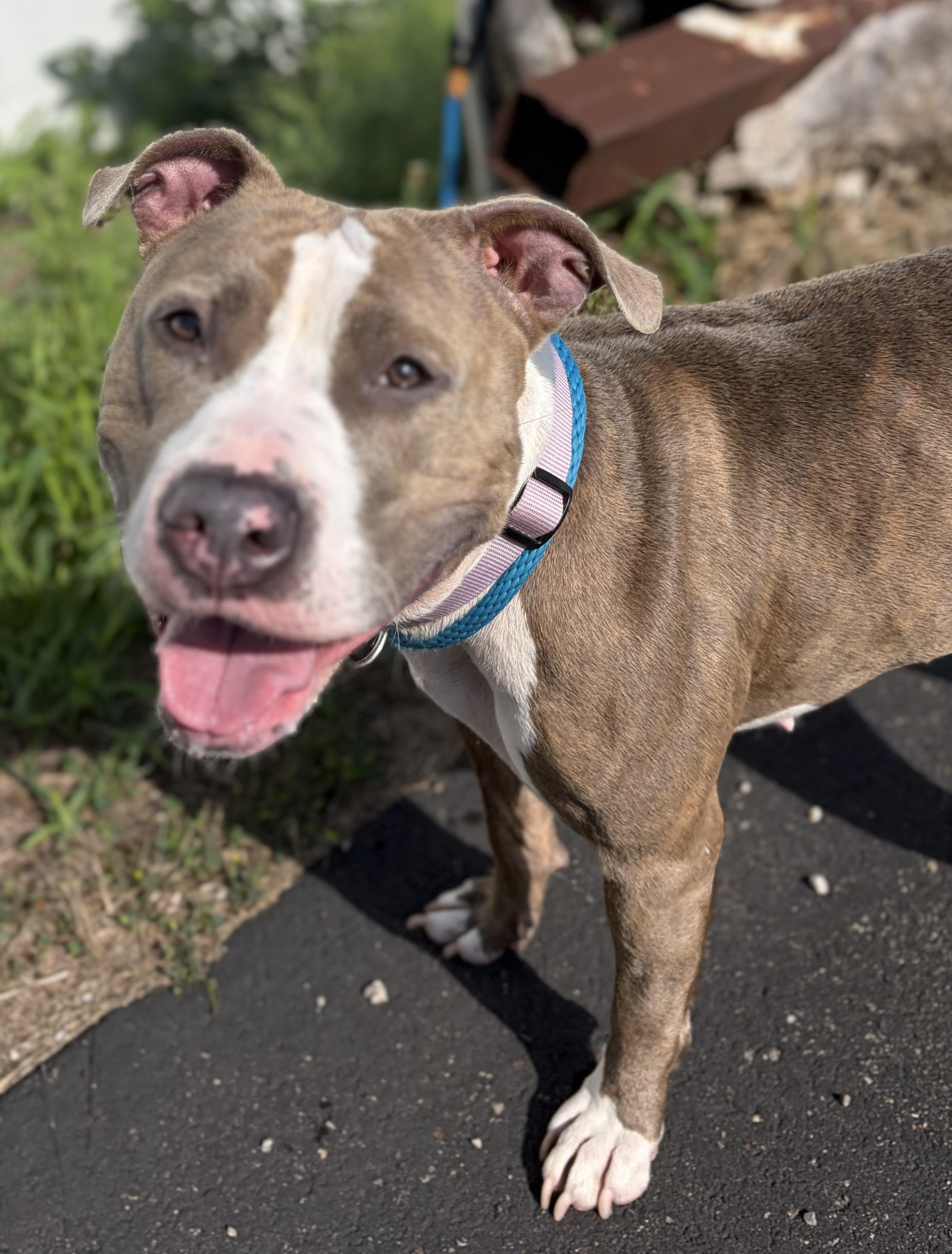 Maci, ADOPTABLE, Young Female Pit Bull Terrier.