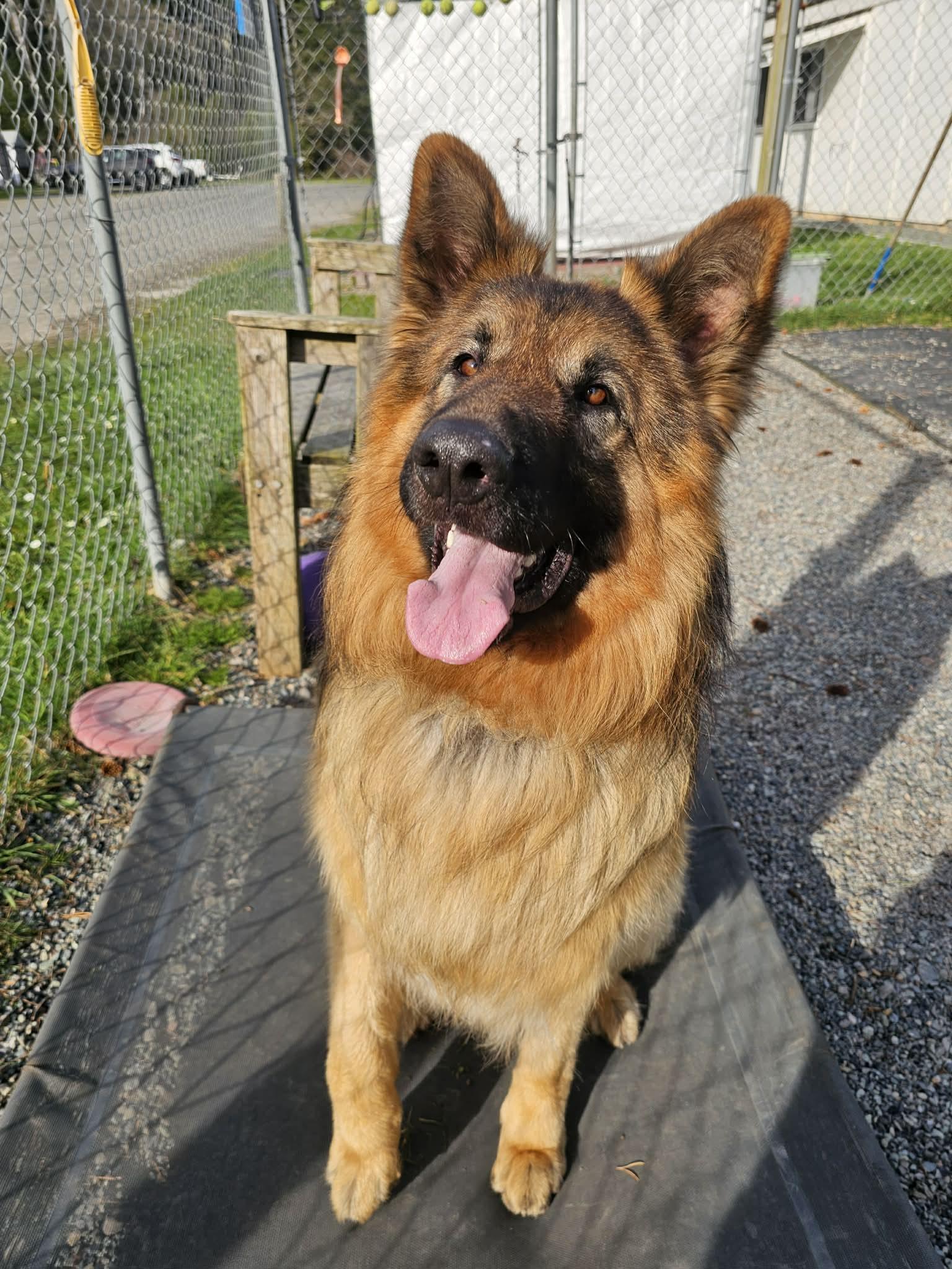 Shaggy, a ADOPTABLE mixed breed in Crescent city, CA image 4/6