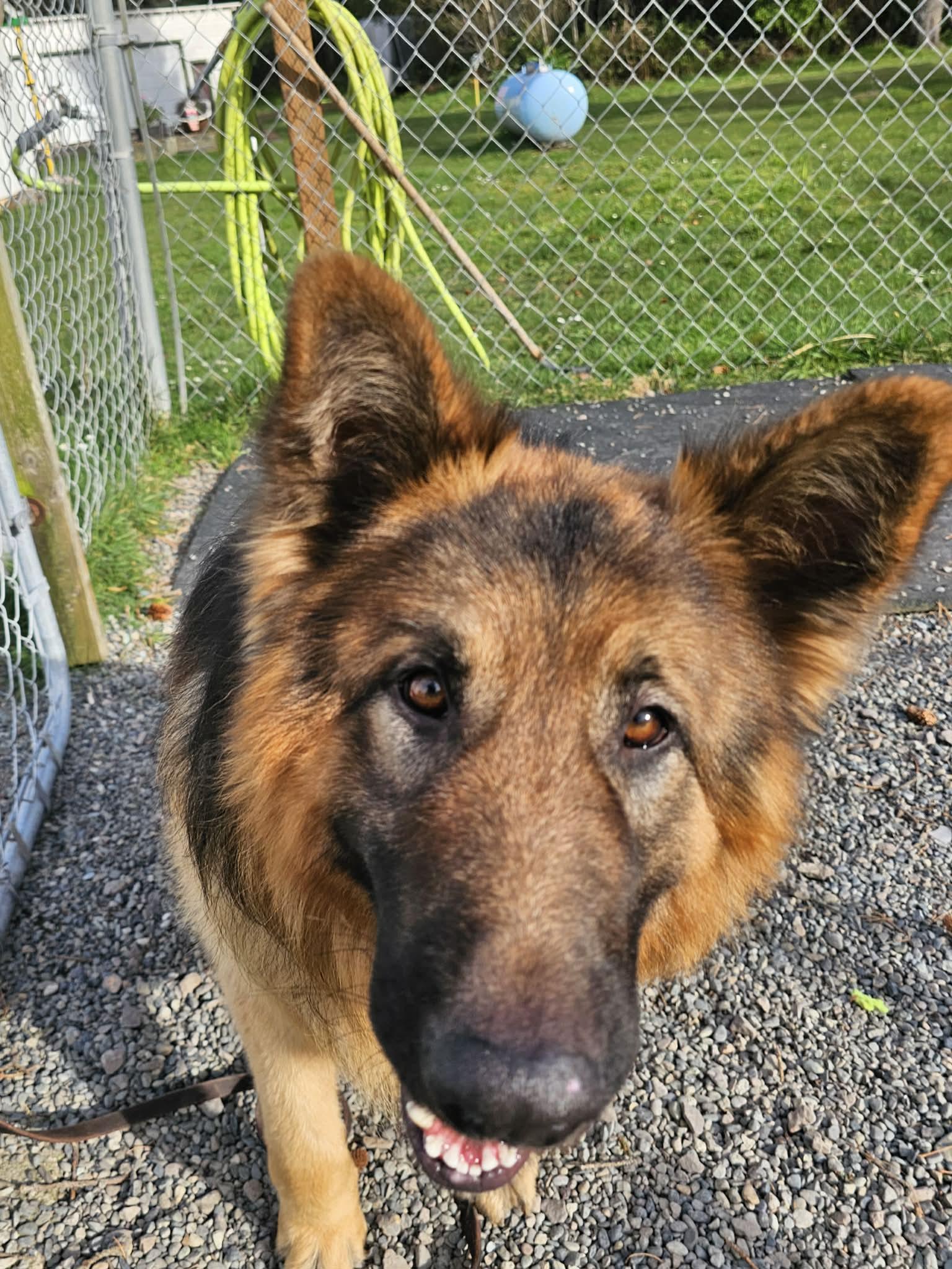 Shaggy, a ADOPTABLE mixed breed in Crescent city, CA image 3/6