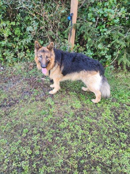 Shaggy, a ADOPTABLE mixed breed in Crescent city, CA image 5/6