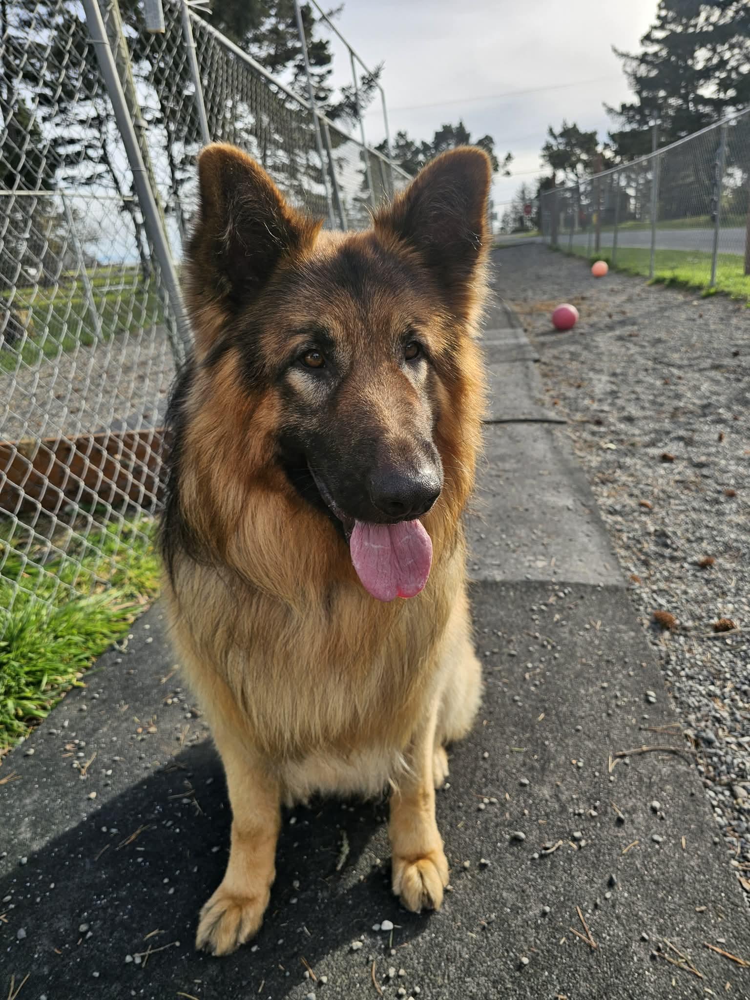 Shaggy, a ADOPTABLE mixed breed in Crescent city, CA image 2/6