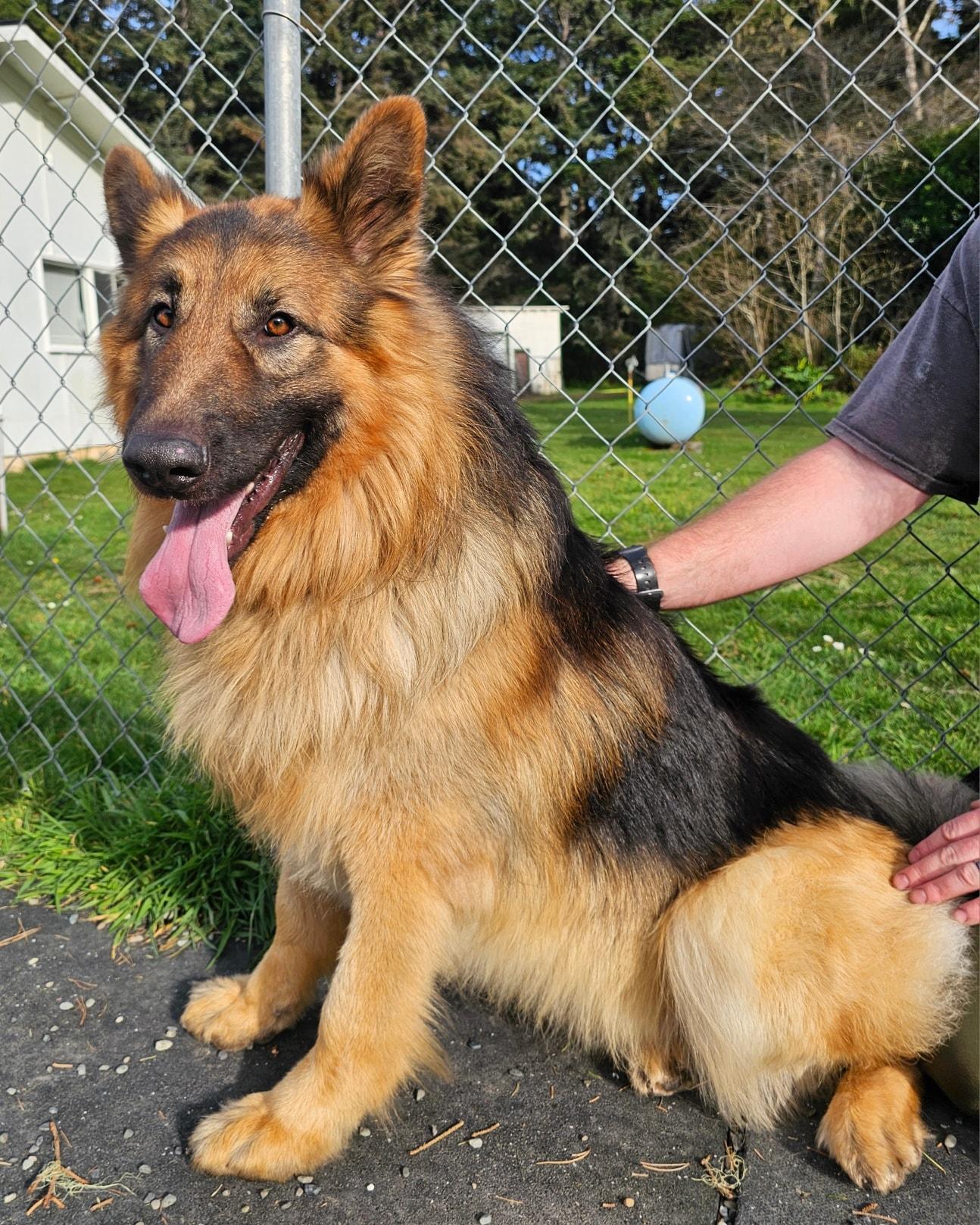 Shaggy, ADOPTABLE, Adult Male German Shepherd Dog.