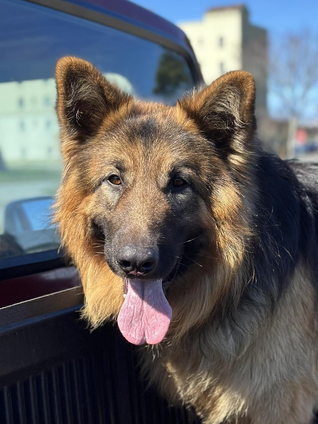 Shaggy, a ADOPTABLE mixed breed in Crescent city, CA image 6/6