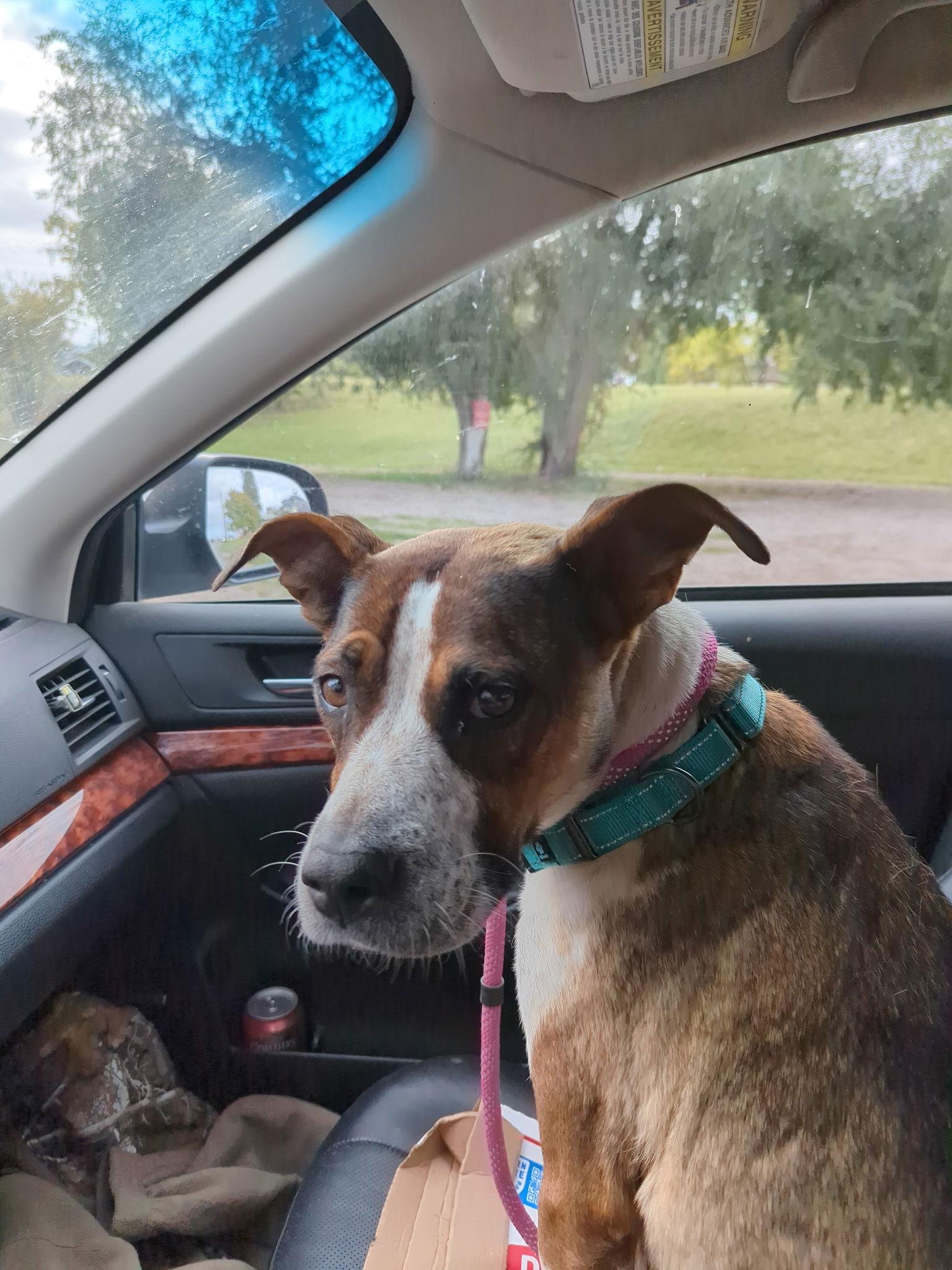 Enlarge Ruby, a Adoptable mixed breed in Polson, MT image 3/3