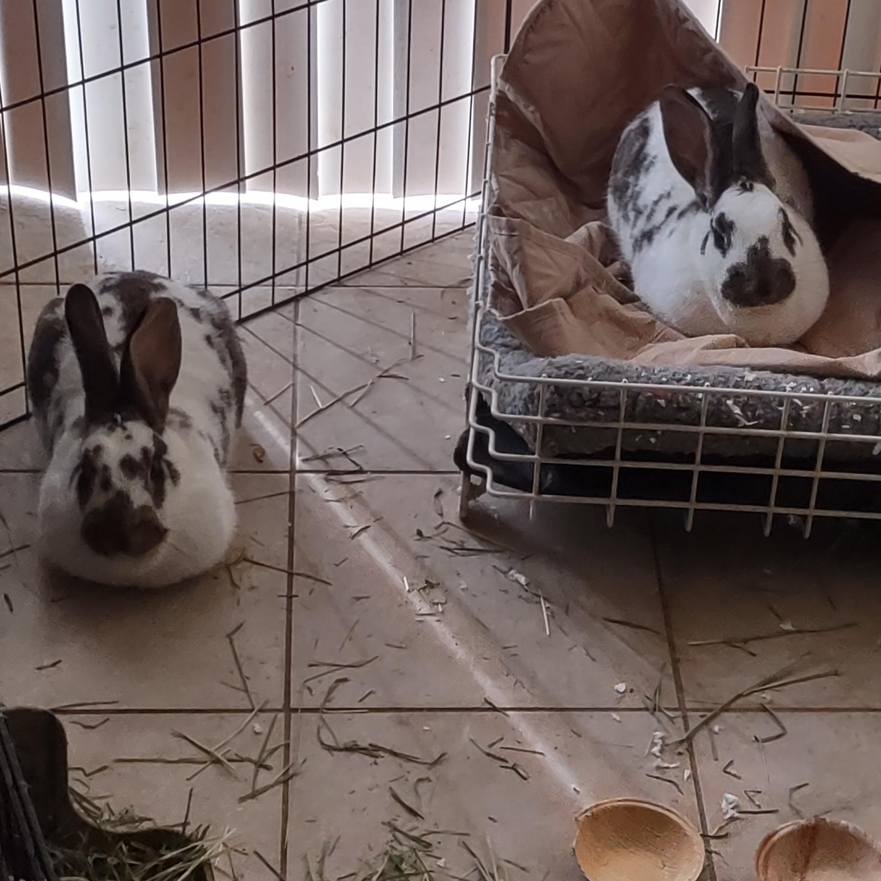 Enlarge Willow & Juniper, a Adoptable American in Gig Harbor, WA image 2/5