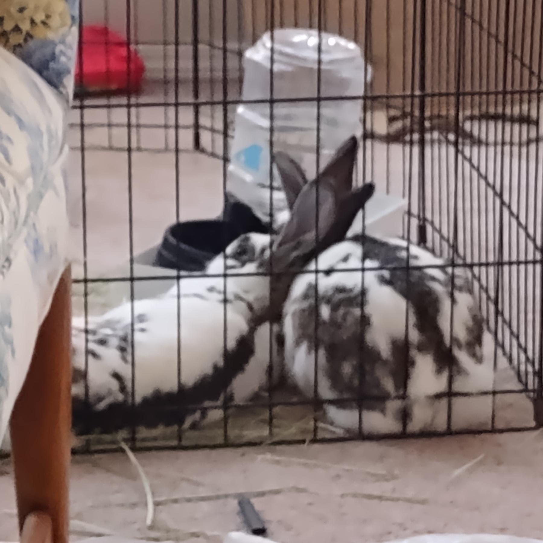 Enlarge Willow & Juniper, a Adoptable American in Gig Harbor, WA image 3/5