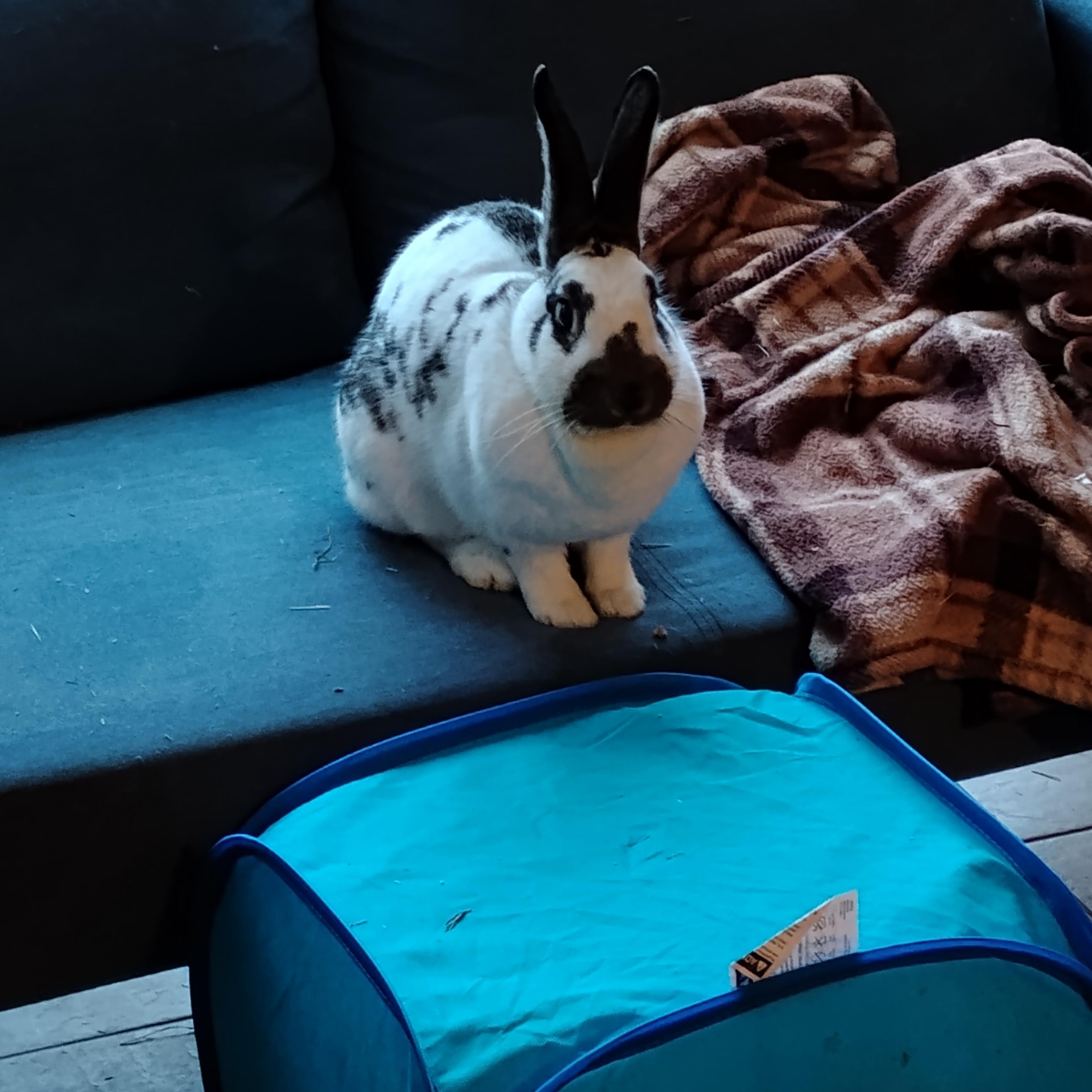 Enlarge Willow & Juniper, a Adoptable American in Gig Harbor, WA image 4/5