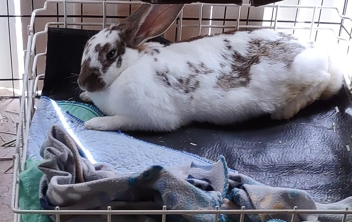 Enlarge Willow & Juniper, a Adoptable American in Gig Harbor, WA image 5/5