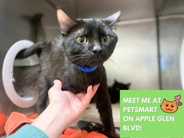 COCO, Adoptable, Young Male Domestic Short Hair.