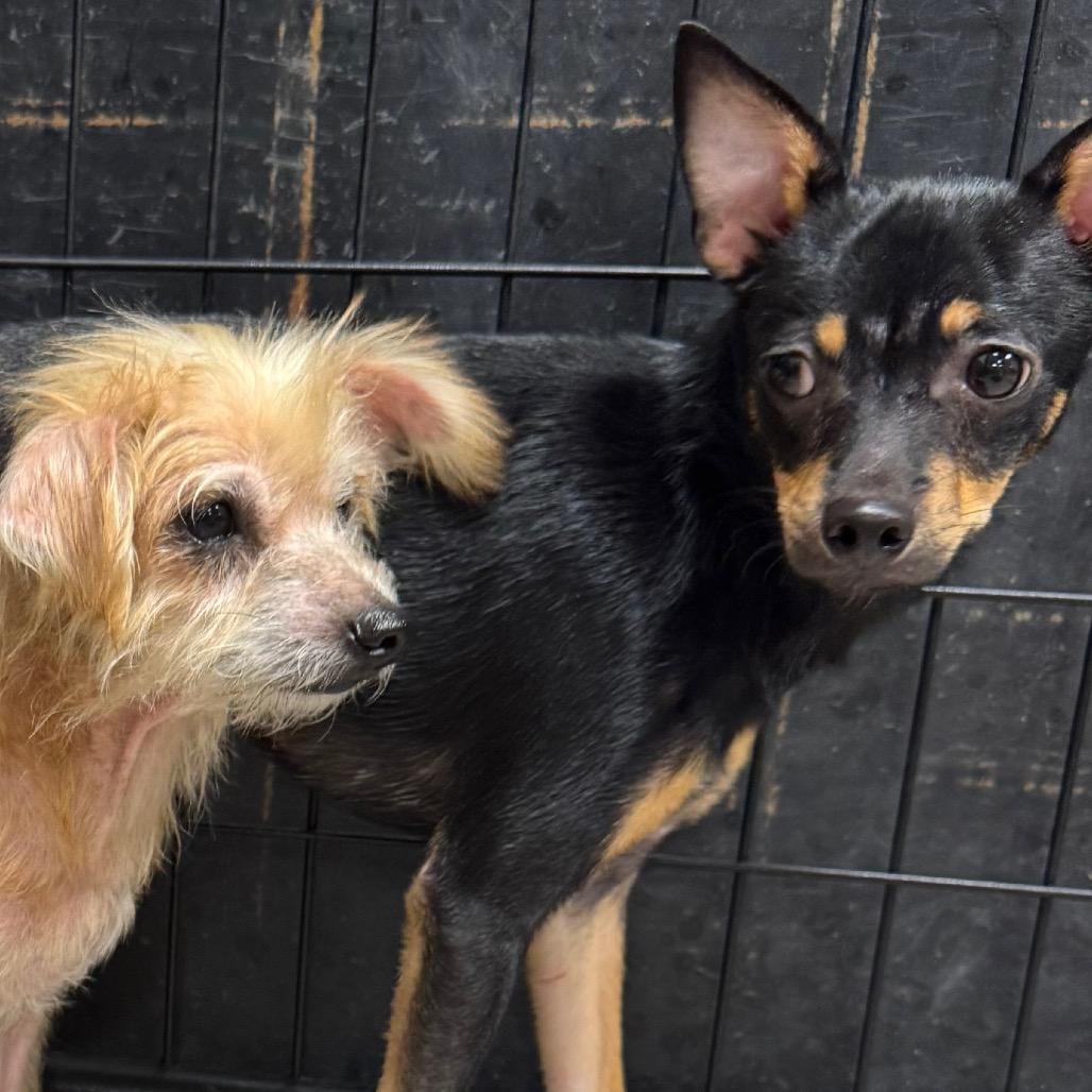 Basil, a Adoptable Chihuahua in Baton Rouge, LA image 1/6